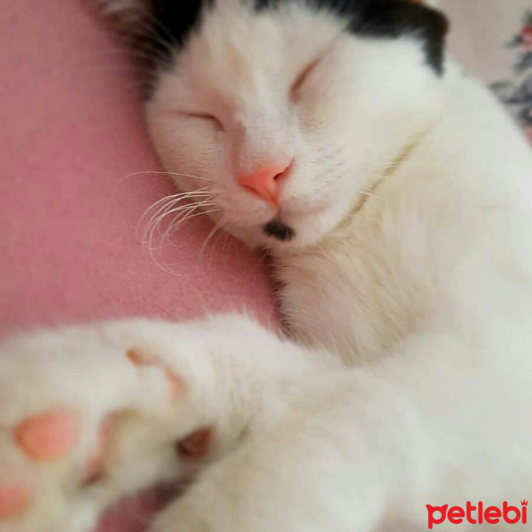 Tuxedo (Smokin) Kedi, Kedi  Güneş fotoğrafı