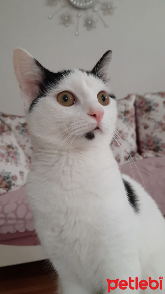 Tuxedo (Smokin) Kedi, Kedi  Güneş fotoğrafı