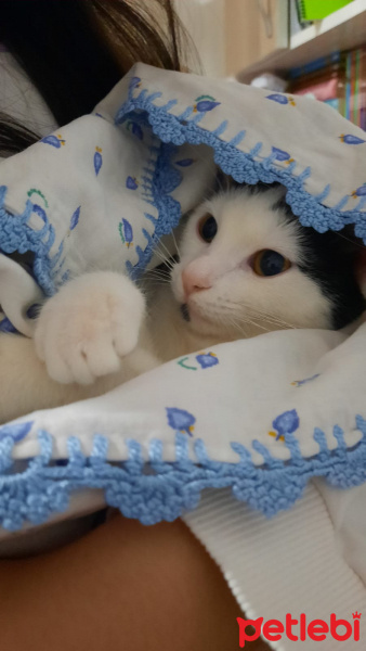 Tuxedo (Smokin) Kedi, Kedi  Güneş fotoğrafı