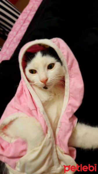 Tuxedo (Smokin) Kedi, Kedi  Güneş fotoğrafı