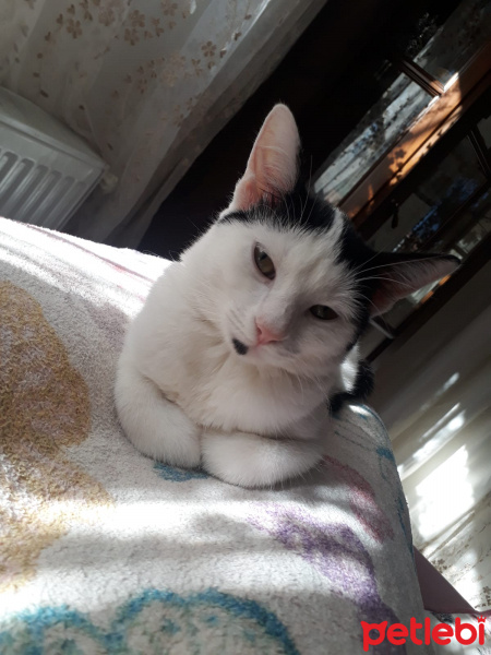 Tuxedo (Smokin) Kedi, Kedi  Güneş fotoğrafı