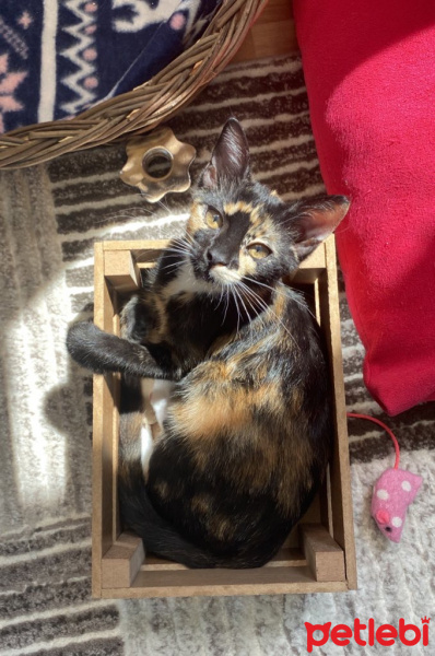 Tekir Kedi, Kedi  Şibit fotoğrafı