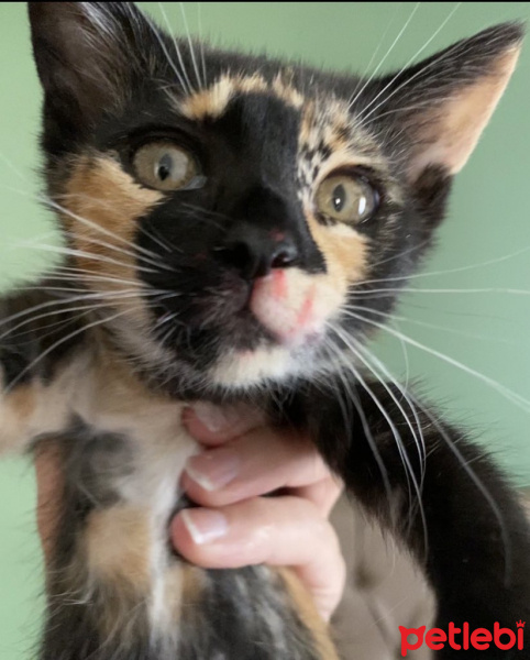 Tekir Kedi, Kedi  Şibit fotoğrafı