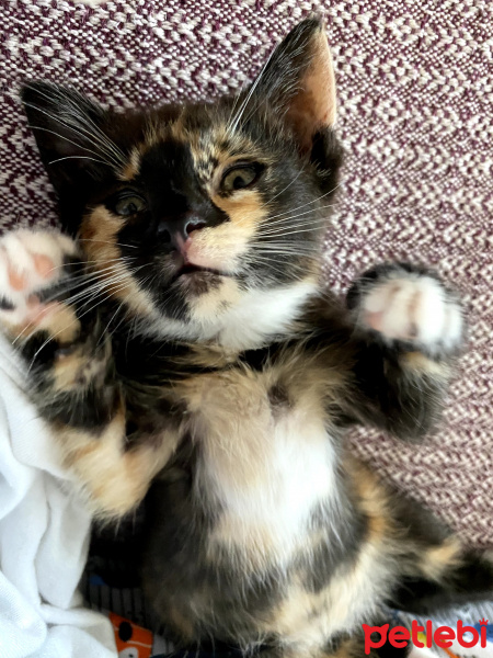 Tekir Kedi, Kedi  Şibit fotoğrafı