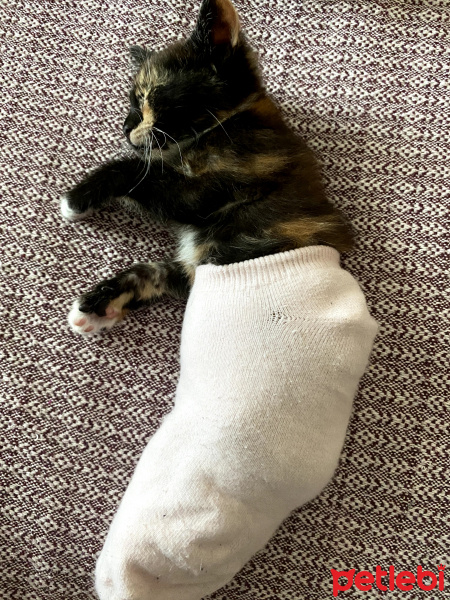 Tekir Kedi, Kedi  Şibit fotoğrafı