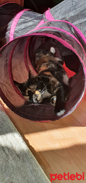 Tekir Kedi, Kedi  Şibit fotoğrafı