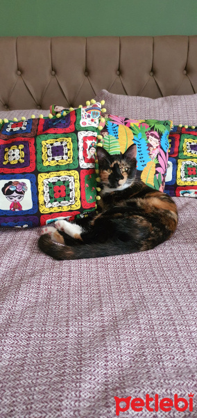 Tekir Kedi, Kedi  Şibit fotoğrafı