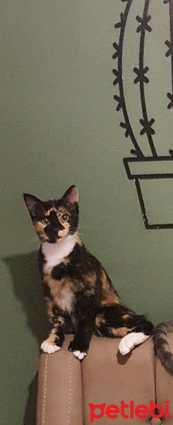 Tekir Kedi, Kedi  Şibit fotoğrafı