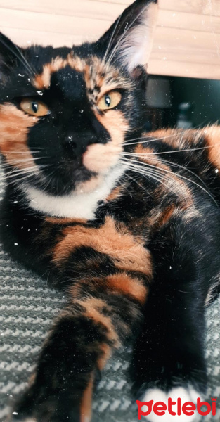 Tekir Kedi, Kedi  Şibit fotoğrafı