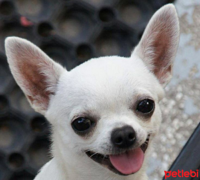 Chihuahua, Köpek  Sushi fotoğrafı