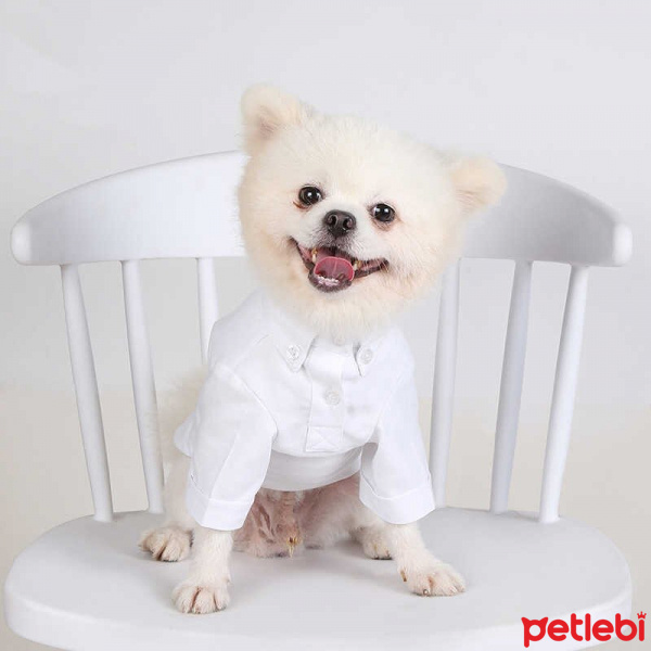 Chihuahua, Köpek  Sushi fotoğrafı