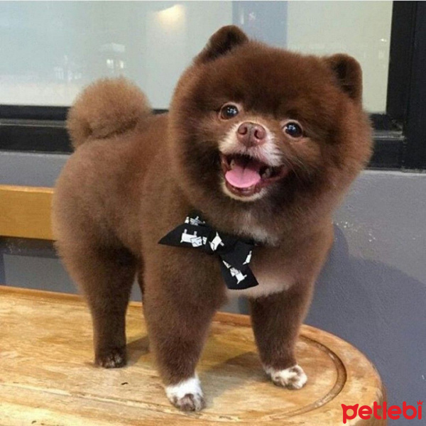 Chihuahua, Köpek  Sushi fotoğrafı