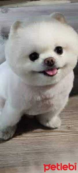 Chihuahua, Köpek  Sushi fotoğrafı
