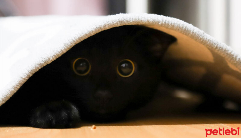 Bombay, Kedi  Zeytin fotoğrafı