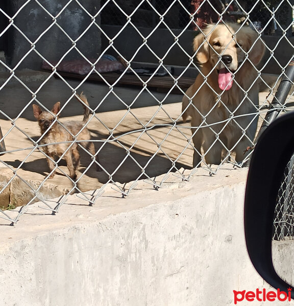 Chihuahua, Köpek  Limon fotoğrafı