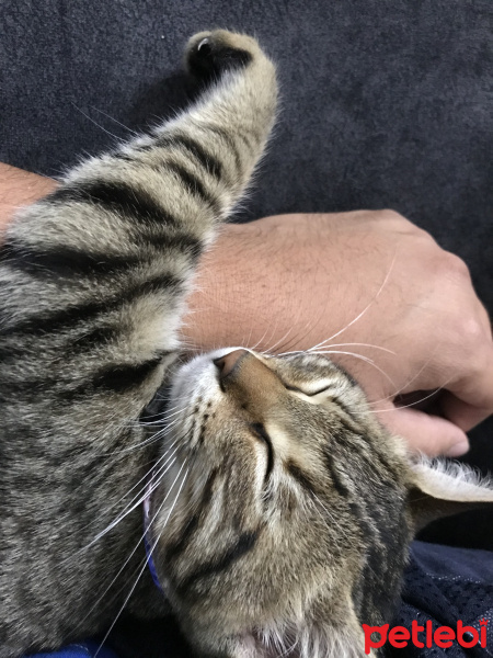 Tekir Kedi, Kedi  bilmiyorum fotoğrafı