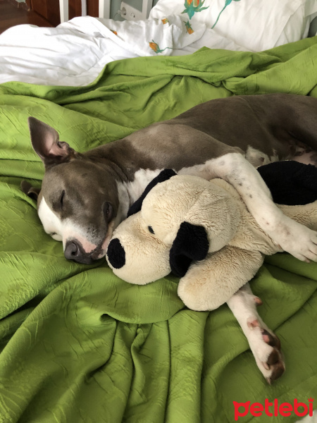 Amerikan Staffordshire Terrier, Köpek  Laica fotoğrafı