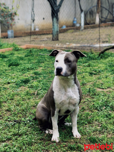 Amerikan Staffordshire Terrier, Köpek  Laica fotoğrafı