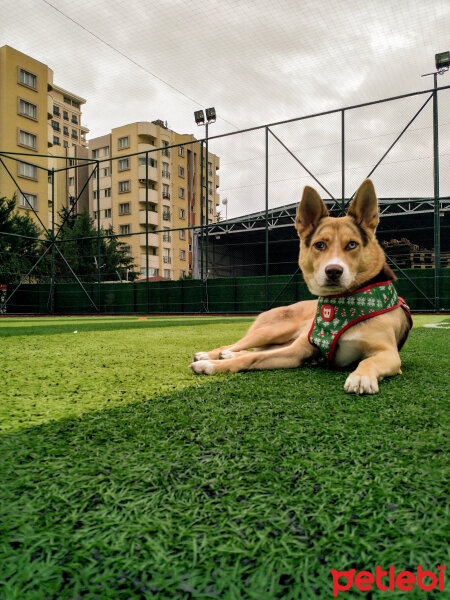 Sibirya Kurdu (Husky), Köpek  Arya fotoğrafı