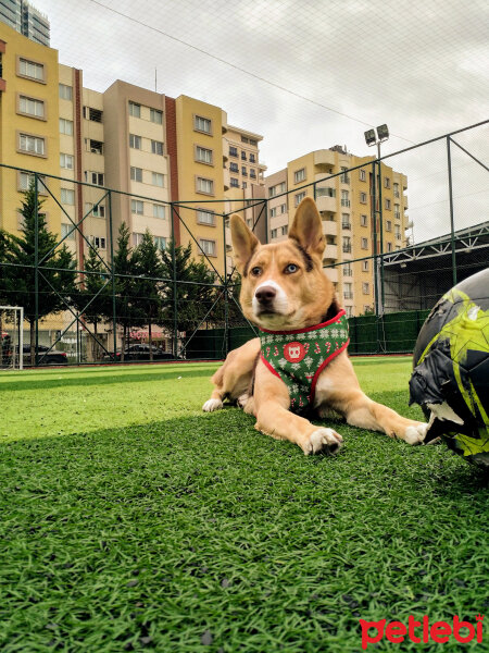 Sibirya Kurdu (Husky), Köpek  Arya fotoğrafı