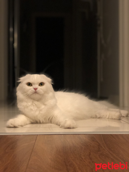 Scottish Fold, Kedi  Puffy fotoğrafı
