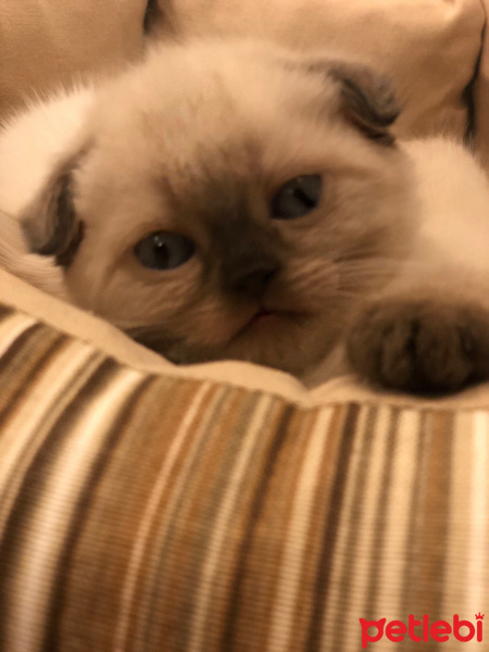 Scottish Fold, Kedi  Puffy fotoğrafı