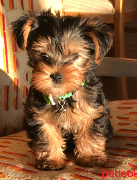 Yorkshire Terrier, Köpek  Pafi fotoğrafı