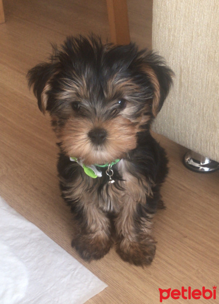 Yorkshire Terrier, Köpek  Pafi fotoğrafı