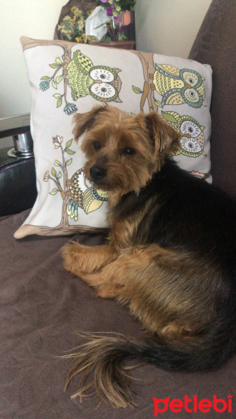 Yorkshire Terrier, Köpek  Deniz fotoğrafı