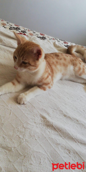 Tekir Kedi, Kedi  İstediğiniz ismi koyabilirsiniz fotoğrafı