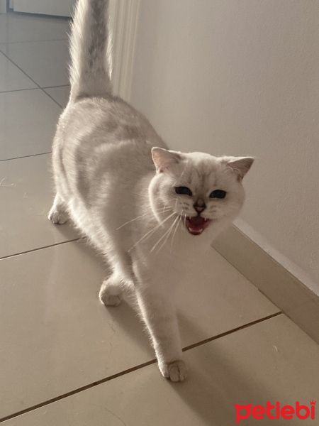 Burmilla (Silver Burmese), Kedi  Carrie fotoğrafı