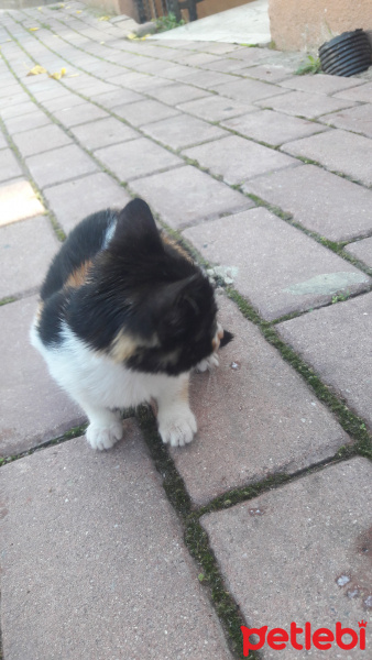 Tekir Kedi, Kedi  Pati fotoğrafı