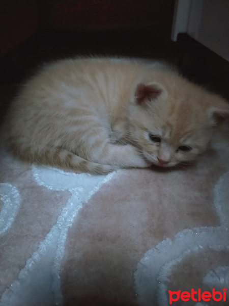 British Shorthair, Kedi  Kahve fotoğrafı