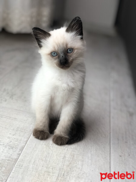 Siyam Kedisi, Kedi  Oscar fotoğrafı