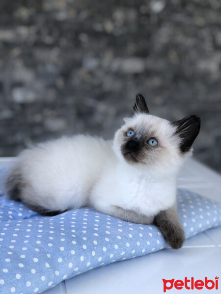 Siyam Kedisi, Kedi  Oscar fotoğrafı