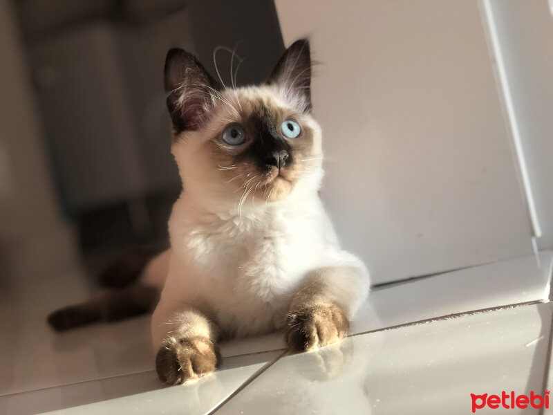 Siyam Kedisi, Kedi  Oscar fotoğrafı