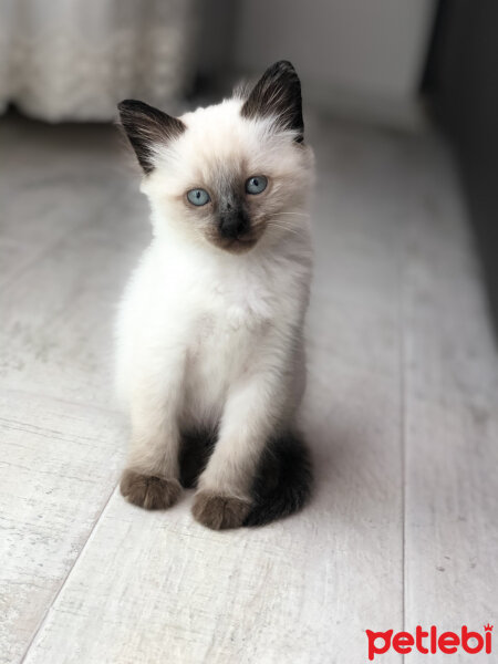 Siyam Kedisi, Kedi  Oscar fotoğrafı