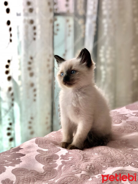 Siyam Kedisi, Kedi  Oscar fotoğrafı