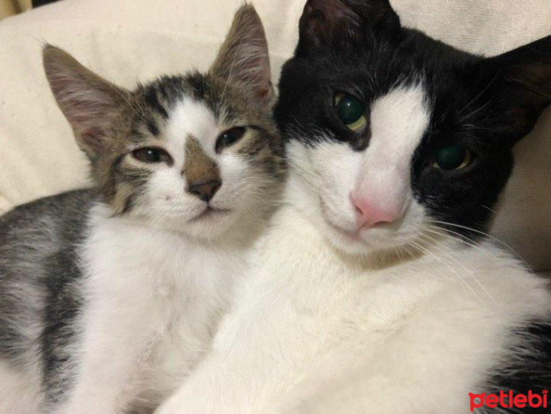 Tekir Kedi, Kedi  Kemal fotoğrafı