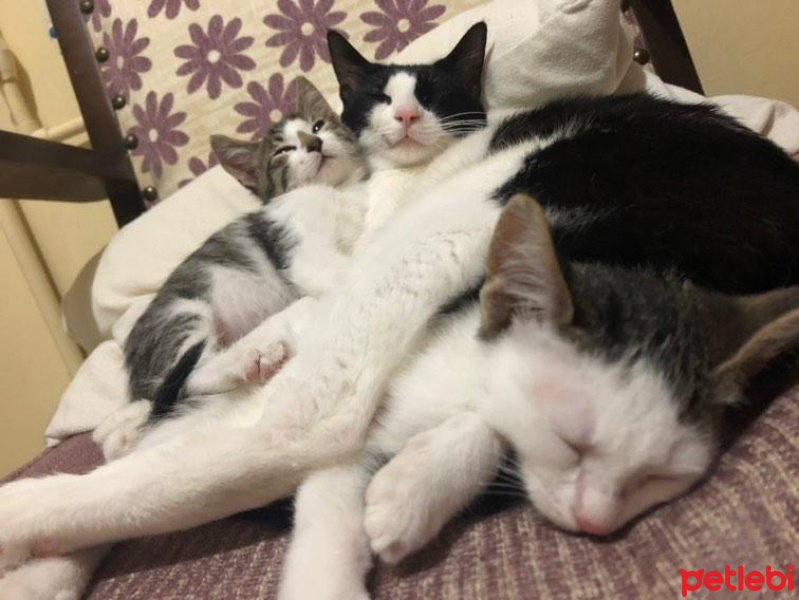 Tekir Kedi, Kedi  Kemal fotoğrafı