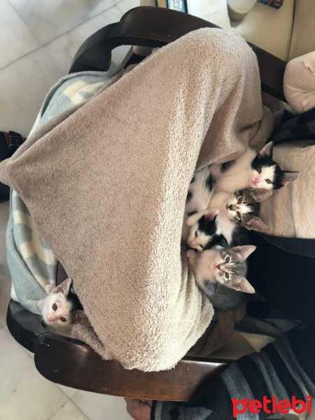 Tekir Kedi, Kedi  Kemal fotoğrafı