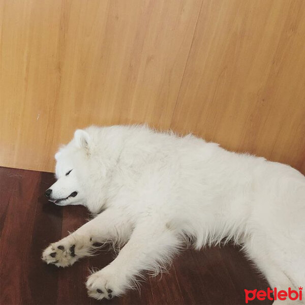 Samoyed, Köpek  Lora fotoğrafı