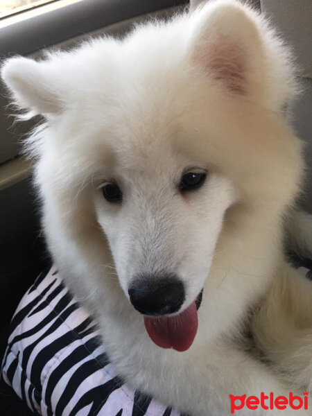 Samoyed, Köpek  Lora fotoğrafı