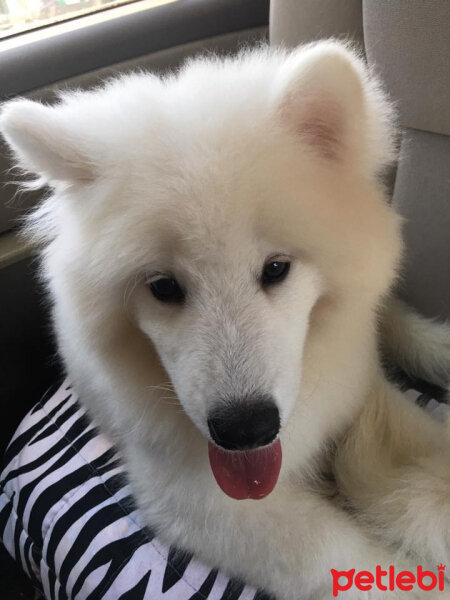 Samoyed, Köpek  Lora fotoğrafı