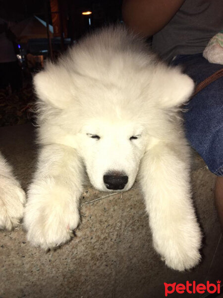 Samoyed, Köpek  Lora fotoğrafı