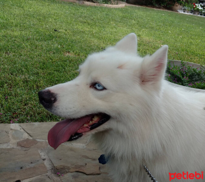 Sibirya Kurdu (Husky), Köpek  Adrien fotoğrafı