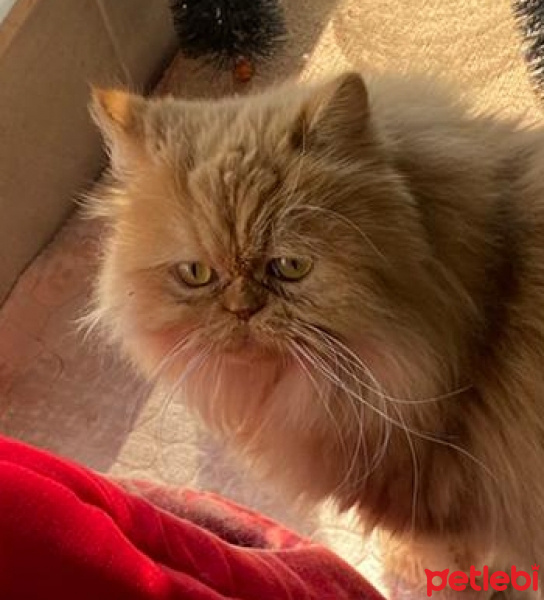 İran Kedisi (Persian), Kedi  Güneş fotoğrafı