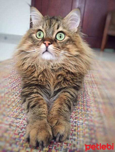 Norwegian Forest, Kedi  Suzy fotoğrafı