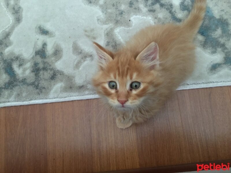 Norwegian Forest, Kedi  Kaju fotoğrafı