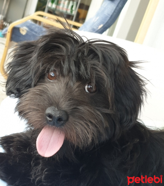 Yorkshire Terrier, Köpek  Cookie fotoğrafı